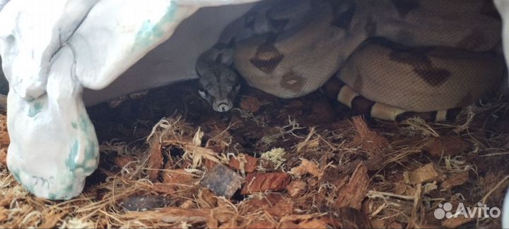 Императорский Удав Salmon