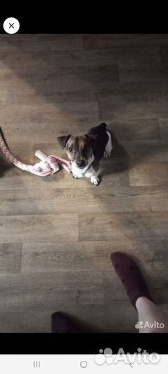 Маленькая собака