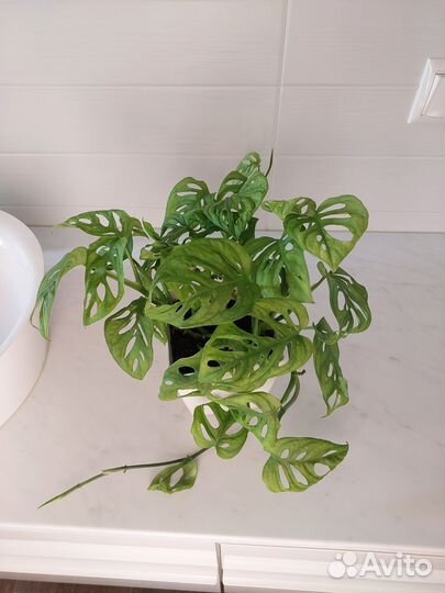 Монстера манки