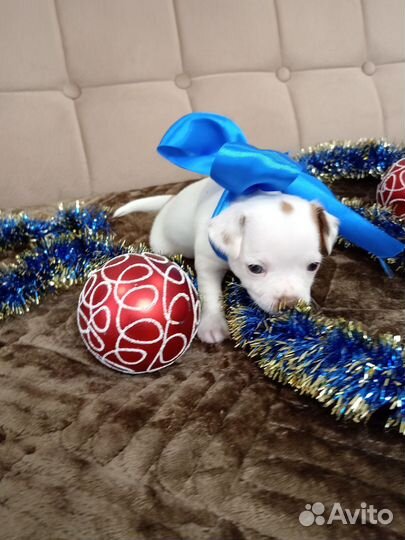 Щенки чихуахуа