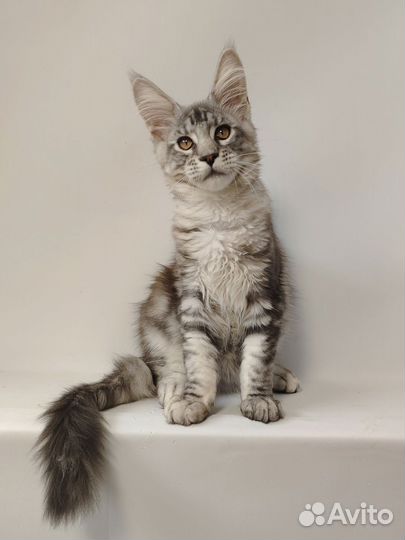 Коты Мейн-кун