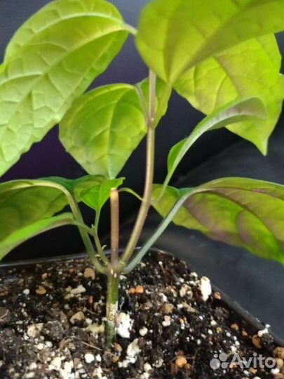 Клеродендрум Томсон