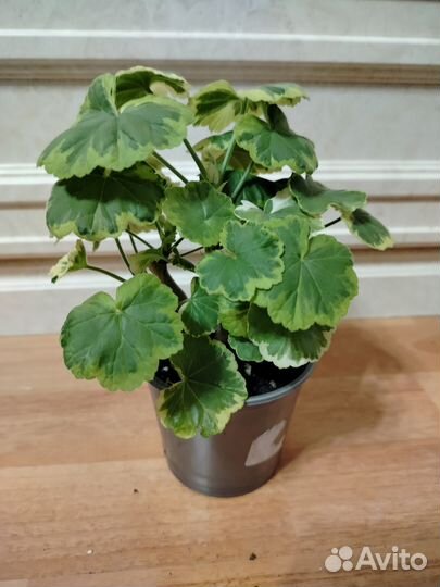 Пеларгония