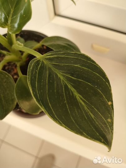 Филодендрон Биркин комнатное растение