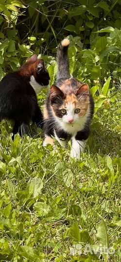 Отдам котят в добрые руки