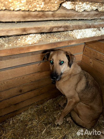 Собаке нужно чудо на Новый год