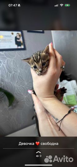 Бенгальские котята