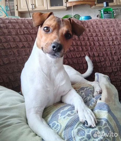 Собака для вязки