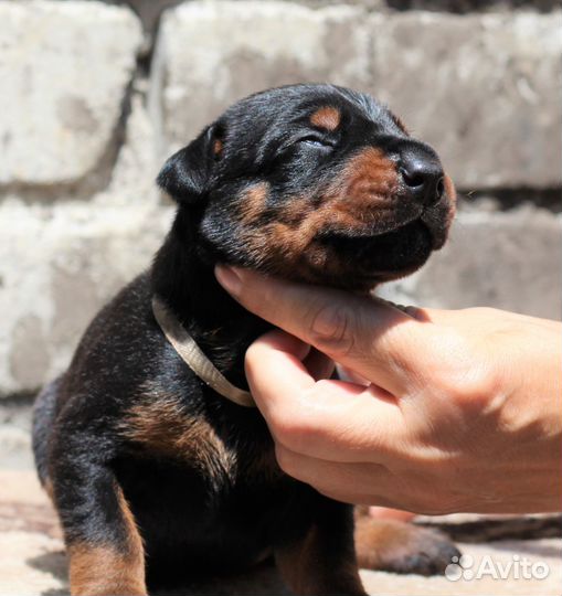 Прекрасные щенки добермана