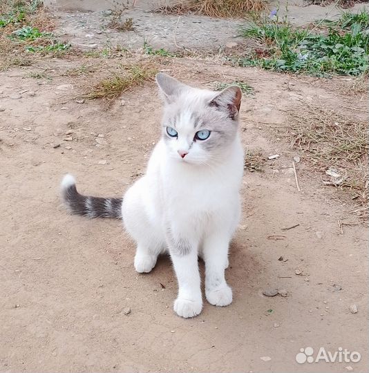 Кошка в дар