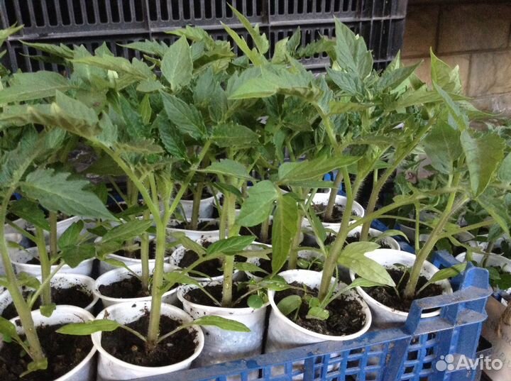 Рассада огурчиков Кураж,Герман и Китайский