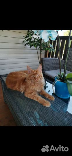 Мейн-кун и бенгал