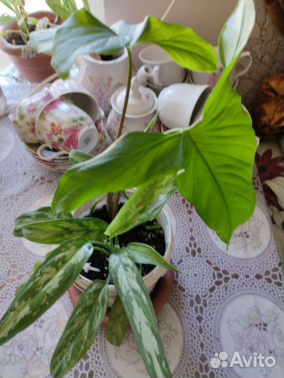 Аглаонемы-5 сортов,обмен возможен.Комнатные раст