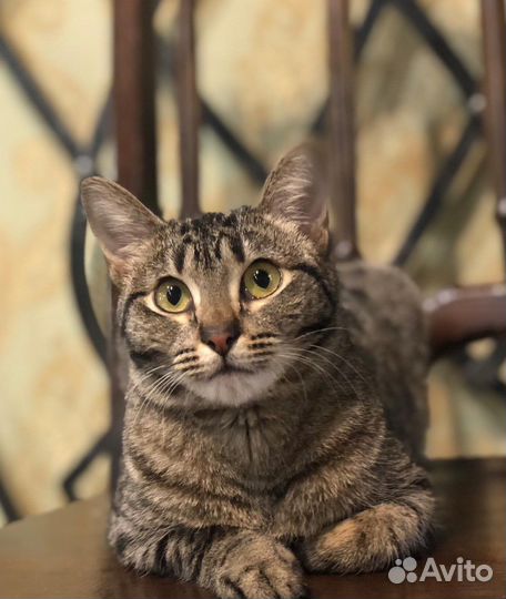 Кошечка хочет на ручки