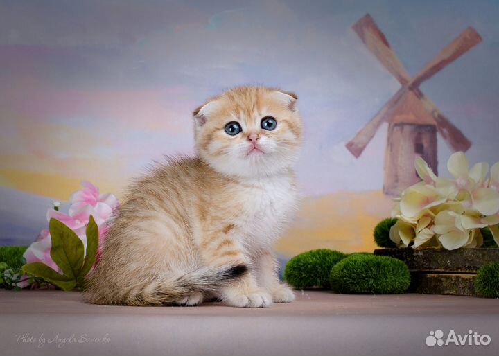 Шотландское золото