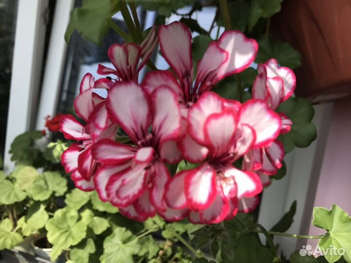 Герань набивная,обычная и ампельная