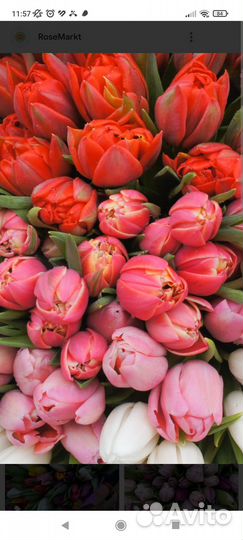 Тюльпаны к 8 марта букеты 60-70см длина цветка