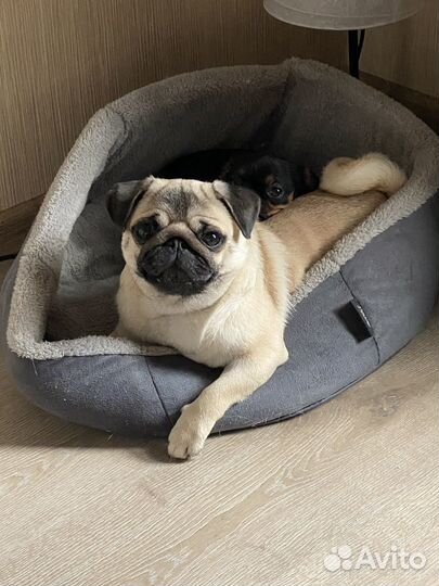 Мопс в очень хорошие руки