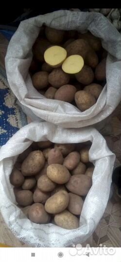 Картофель в сетке