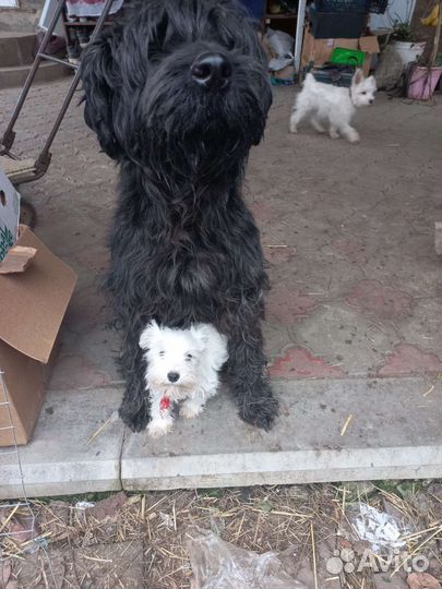 Цвергшнауцер