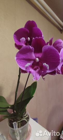 Орхидея фаленопсис биг лип