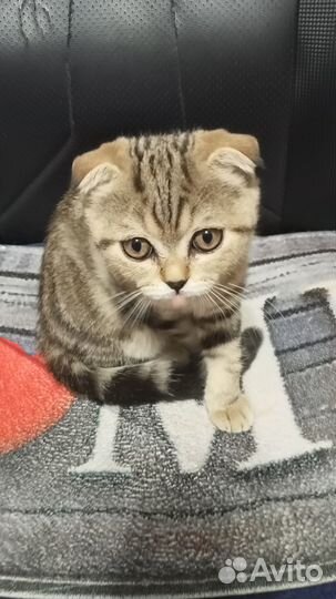 Шотландский котёнок