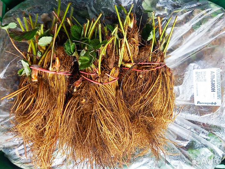 Рассада клубники. Крупная ягода