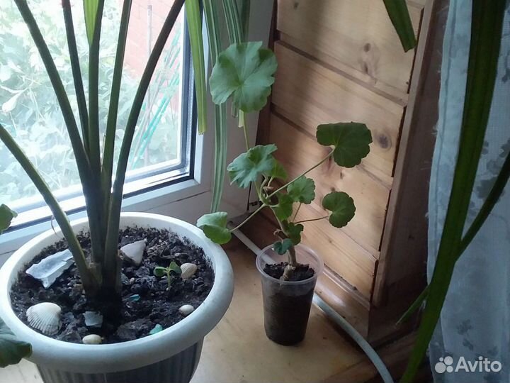 Герань пеларгония