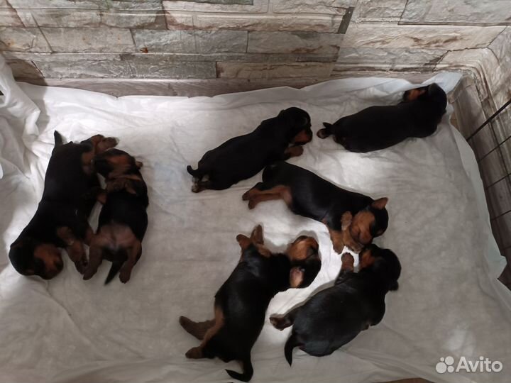 Йоркширский терьер щенки