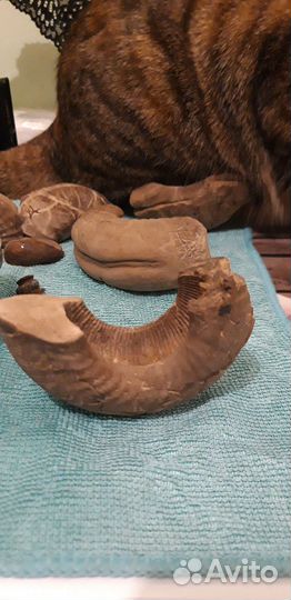 Окаменелости аммониты