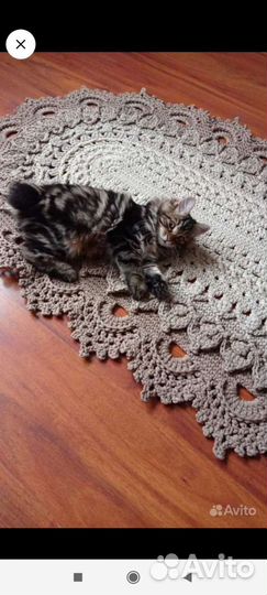 Курильский бобтейл