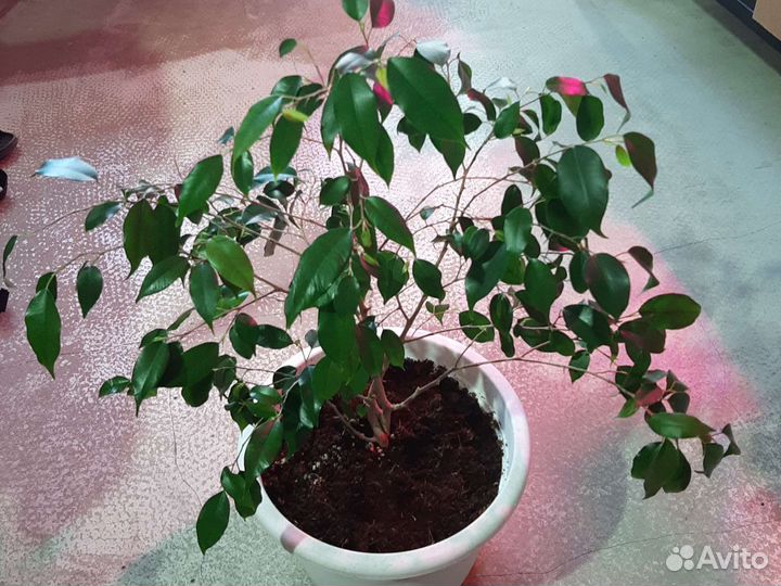 Фикус бенджамина