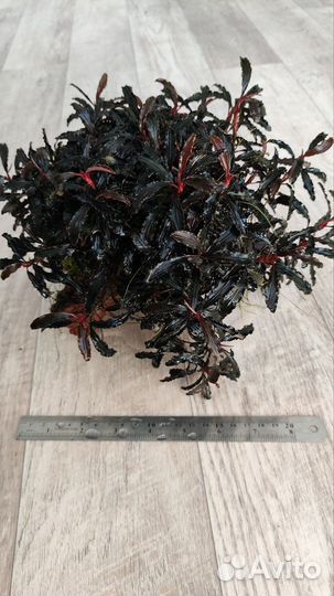 Аквариумные растения