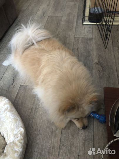 Шерсть с пухом собачья для валяния и прядения