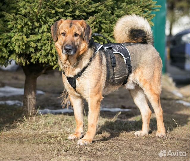 Собаки в дар