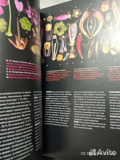 Атлас цветковых растений