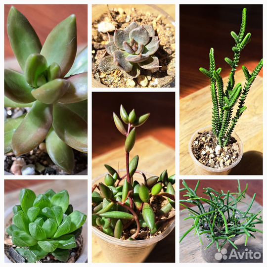 Суккуленты