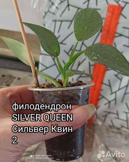 Филодендрон silver queen (сильвер Квин)
