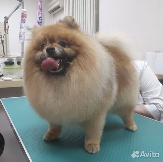 Стрижка домашних животных, ателье-магазин