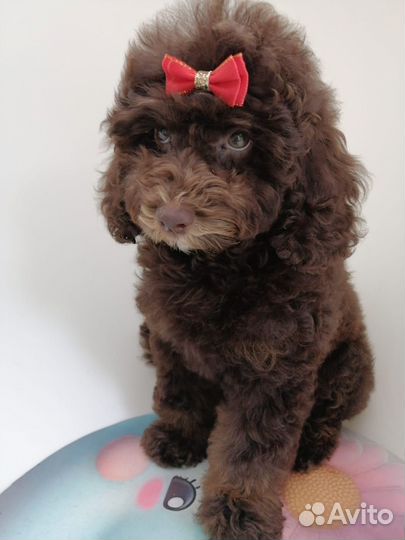 Девочки пуделя.Документы