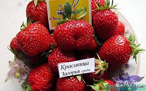 Рассада клубники
