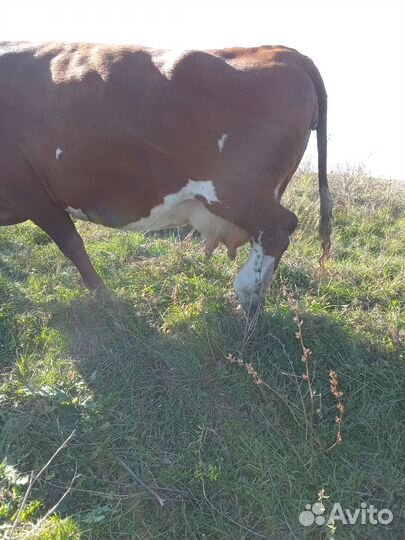Полукровные джерсийские телята и коровы