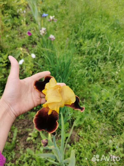 Ирисы бородатые, сибирские