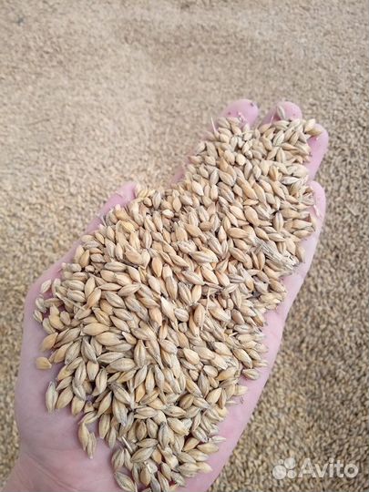 Пшеница, ячмень, овес, комбикорма