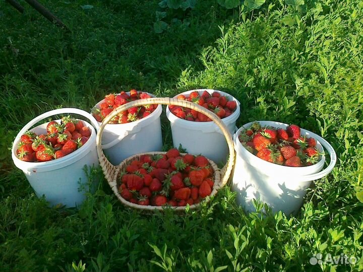 Саженцы земляники садовой (клубники)
