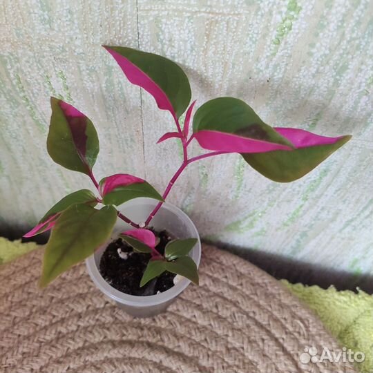 Альтернатера Пати тайм