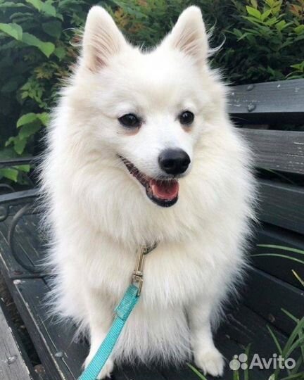 Японский шпиц