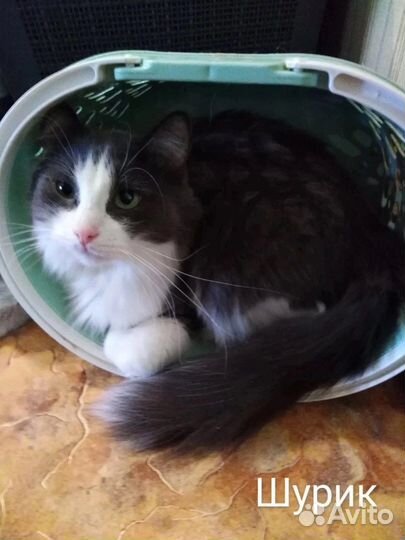 Шурик ищет дом/ кот в добрые руки