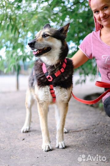 Красивая собака бесплано