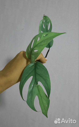 Эпипремнум pinnatum Cebu Blue